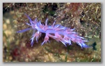 Promontorio dell'Argentario: nudibranchi. Nei periodi autunnali i nudibranchi invadono letteralmente l'Argentario.